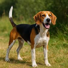 Image result for Harrier dog