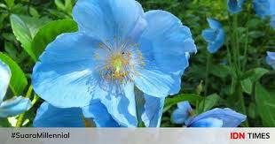 Maksud warna bunga raya• warna merah sebenarnya membawa maksud keteguhan politik dan ekonomi serta sifat keberanian dalam menempuh cabaran.• kesemua sifat i ni sememangnya telah. 10 Jenis Bunga Warna Biru Ini Bisa Jadi Primadona Di Taman Rumah