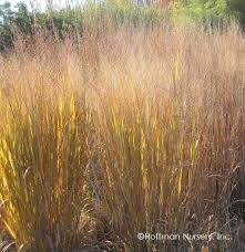 Image result for Panicum novemnerve