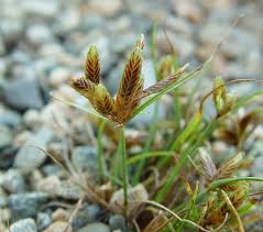 Image result for Cyperus fischerianus