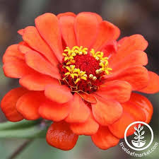 Zinnia Flower Garden Seeds Profusion Series Cherry Double Mix In 2020 Zinnia Flowers Zinnias Garden Seeds