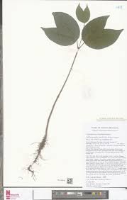 Image result for Rytigynia kiwuensis