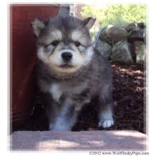Join millions of people using oodle to find puppies for adoption, dog and puppy listings, and other pets adoption. Giant Wolamute Puppy For Sale Wolf Hybrid Puppies Hybrid Dogs Cute Animals
