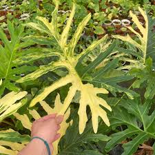 Image result for Thaumatophyllum