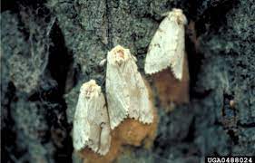 De aziatische gypsy moth is eigenlijk een soort van lymantria dispar inheems in rusland.) bronnen. Gypsy Moth Unh Extension