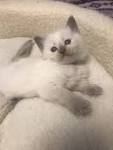 Balinese Cat Breeder & Balinese Cats For Sale by Siamese ...