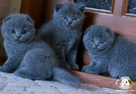 satilik scottish fold panosundaki pin