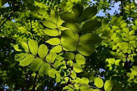 ウルシ 漆 庭木図鑑 植木ペディア