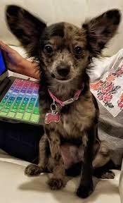 A few people may show a stable pursuing nature while some may heedlessly dive to investigate things in the yard. Rat Cha Dog Breed Information And Pictures