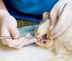 Almost all dogs and cats suffer from dental problems at some point in their lives. Periodontal Disease In Cats Gum Disease And How To Prevent It