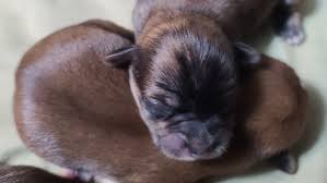 Find the perfect toy poodle puppy for sale in mississippi, ms at puppyfind.com. Shih Tzu And Designer Breeds Home Facebook