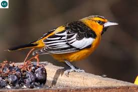 Black Bird With Orange Belly Michigan Https Www Facebook Com Wonderbirdspecies Bullock S Oriole Icterus Bullockii Native To Western North America Iucn Red List Birds Black Bird Bird Watching