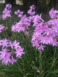 Image result for Tulbaghia sp. cf. violacea