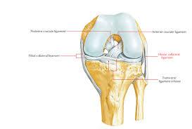 Rounded projections on end of the thigh bone, where the patellar tendon locks. Easy Notes On Ligaments Of The Knee Joint Learn In Just 3 Minutes Earth S Lab
