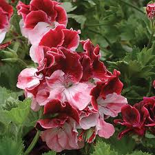 With its substantial weight, luxurious paper, and carefully lettered name and address, a wedding invitation distinguishes itself from all other envelopes in the mailbox right away. Geranium Gardener S Joy Pelargonium Hybrida Plants Select Seeds