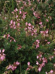 Image result for Microcharis remotiflora