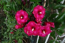 Image result for Ipomoea horsfalliae