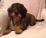 The Truth About Wire Haired Dachshunds - Crusoe the ...
