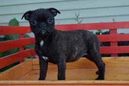 Maybe you would like to learn more about one of these? Bugg Puppies For Sale Happy Valentines Day Happyvalentinesday2016i