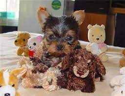 Yorkie Puppy For Free Adoption In San Francisco Usa 10 7 2011 5 39 11 Pm Yorkie Puppy Teacup Yorkie Puppy Yorkie Puppies For Adoption