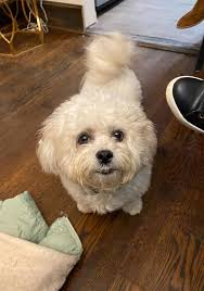 LOU LOU * REUNITED **💙💚 **Found safe & well x** Female Shih Tzu Cross  White And Grey Wearing Collar & I.D. Missing, whilst being dropped off at  the Coach Barn Kennels, High