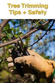 Tree Trimming Tips Safety Mitogrow Tree Trimming Tree Tips