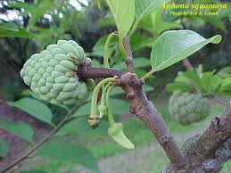 The most serious damage occurs on nectarine because aphids feed directly on young fruit. Sugar Apple Annona Squamosa