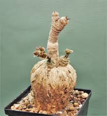 Image result for Stathmostelma fornicatum