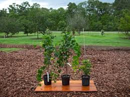 Choose a location for planting. Sweetie Pie Blackberry Bush Just Fruits And Exotics