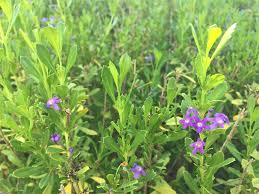 Image result for Freylinia