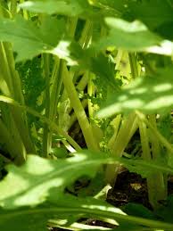 Rubstiel Oder Stielmus Anbau Ernte Kochrezept Im Gartenblog Rubstiel Stielmus Stielmus Rezept