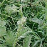 Image result for Cucumis aculeatus