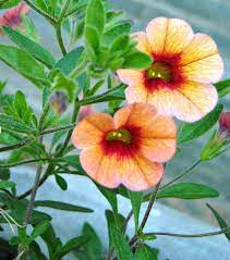 Plants That Don T Need Deadheading Calibrachoa Plant Plants Flower Care