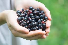 25 on bilberry, black raspberry, and blackcurrant jams. 1 440 Blackberry Girl Photos Free Royalty Free Stock Photos From Dreamstime