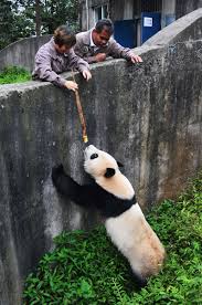 Watch live games from the nba season restart and enjoy a virtual singapore zoo visit this week Two Giant Pandas Relocate To Singapore 3 Chinadaily Com Cn