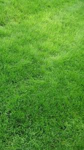 Carpetgrass is used in coastal and low lying areas. 4k Ultra Hd Wallpapers Grass Wallpaper Grass Textures Centipede Grass