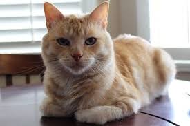 Cat Loaf Position Meaning Cats Cat Position Cat Body