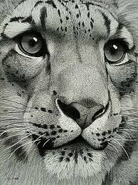 Pin By T C Hamide Kinaci On Gorgeous Drawings Big Cats Art Cat Art Scratchboard Art
