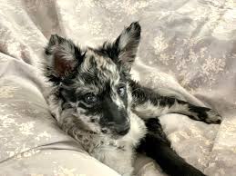 ● easy searching and secure buying. Our Mudi Puppy Meet Leta Aww