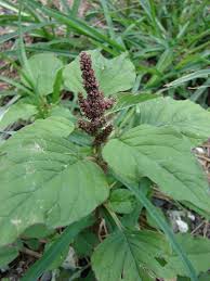 Image result for Amaranthus viridis