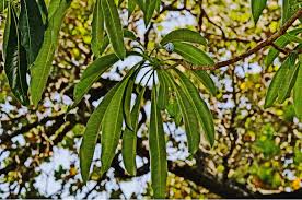 Image result for Rauvolfia afra