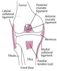 .words and terms with different pronunciation options. Knee Sprains And Related Injuries Injuries And Poisoning Msd Manual Consumer Version