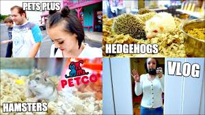 Maybe you would like to learn more about one of these? Petco Vlog Going To Pet Stores Hamsters Hedgehogs Youtube