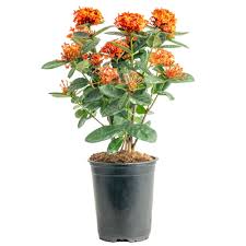 Image result for Ixora praetermissa