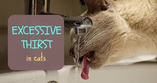 Most of the time if you're feeling thirsty it's because you need to drink more fluids. Excessive Thirst In Cats Polydipsia What Does It Mean Fluffy Kitty