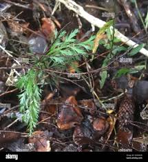 Image result for Phyllocladus trichomanoides