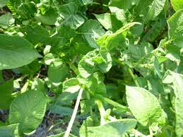 Hillbilly potato leaf tomato plant | cromalinsupport. Odd Twisting Of Potato Leaves General Gardening Growing Fruit