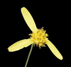 Image result for Senecio latifolius