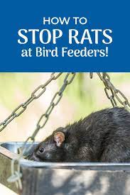 Rodent Control Of Rats At Bird Feeders Go To War In 2021 Bird Feeders Rats Rodent Control