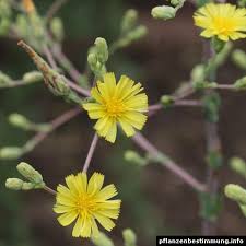 Image result for Lactuca schultzeana